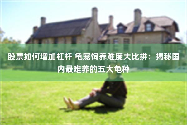 股票如何增加杠杆 龟宠饲养难度大比拼：揭秘国内最难养的五大龟